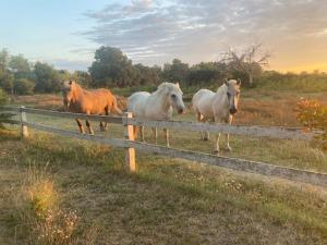 La FENIERE, Gite du Mas de la Vigne in Camargue