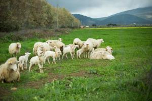 Agriturismo Barbagia img34