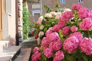 4 PINI - Pinocchio di Ancona