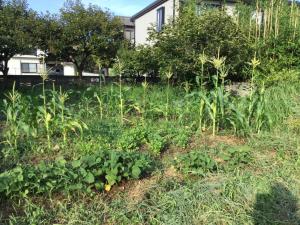 Strawberry Villa - Vacation STAY 18554