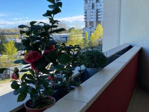 Appartamento Gardenia