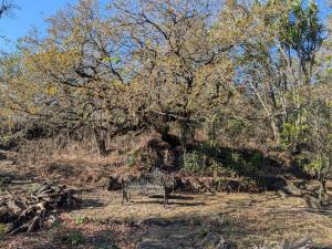 Mountain Sanctuary above Tepoztln