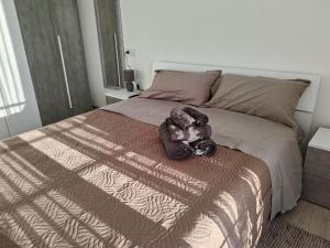 SunshineSuite