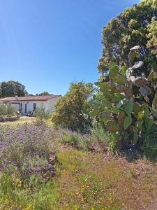 Su Frassu Authentic Gallura Stone House Vineyard Area near Olbia img25