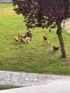 Lanari Valley House 2