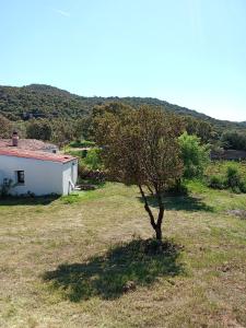 Su Frassu Authentic Gallura Stone House Vineyard Area near Olbia img31