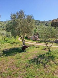 Su Frassu Authentic Gallura Stone House Vineyard Area near Olbia img72