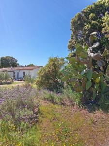 Su Frassu Authentic Gallura Stone House Vineyard Area near Olbia img76