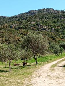 Su Frassu Authentic Gallura Stone House Vineyard Area near Olbia img88
