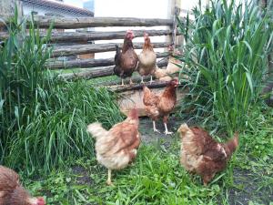 Appartement Catrin mit Sauna und E-Ladestation