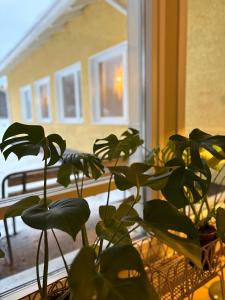 Guesthouse Terkkari