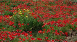 S'Incantu - exclusive apartment img51