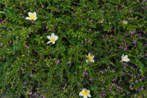 Ancient Retreat Hoi An - Riverfront Resort