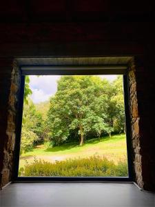 El bosque canela