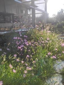 Rural Eco House - Garden and Veranda