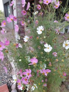 HastaLaRaíz-LosReartes