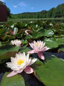 Siedlisko Gruszeczki