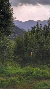 Valeria by Xtastays, Deohari, Sainj Valley, Kullu