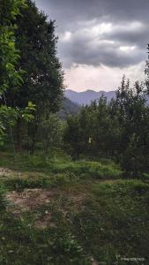 Valeria by Xtastays, Deohari, Sainj Valley, Kullu