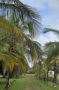 Cozy Tiny Home Gatun lake