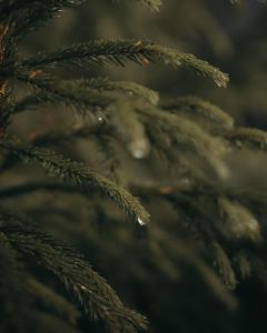 GREEN GOLD Hot tub optional