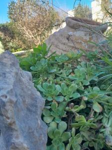 Μεδ-οίκων Γιατριάνων House