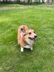 Dogs and cats allowed, natural grass dog run, parking for 4 cars, quiet bungalow