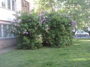 Belvárosi Studio Apartman