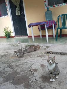House The Cats