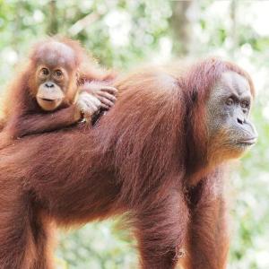 Monkey Business Tours & Accommodation