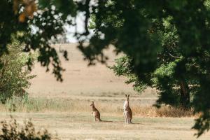 Thomas House | Saumarez Homestead