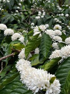 Birdsong Coffee Estate Stay
