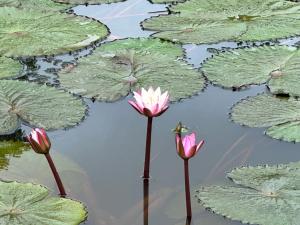 SAHAS Villa - Private Riverfront Garden Retreat in Beruwala