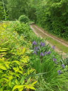 Leśne Zacisze Kretowiny 88 nad jeziorem Narie z własnymi pomostami apartamenty sezonowe lato