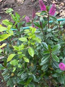 La Huerta Comfortable little house and charming garden