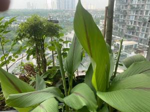 Caracole homestay - 2BR with cozy balcony garden
