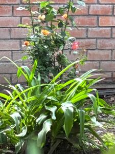 La HuertaComfortable little house and charming garden