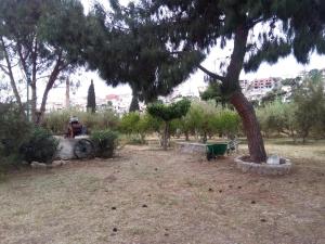 Perivoli, Olive & Pomegranate orchard