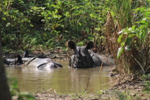 Tharu Community Homestay No 1