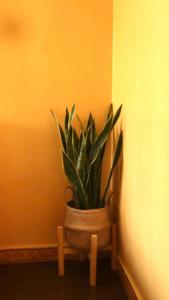 Cỏ Bông Lau Homestay