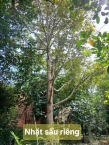 Căn Bungalow - KDL nghỉ dưỡng Suối Rao