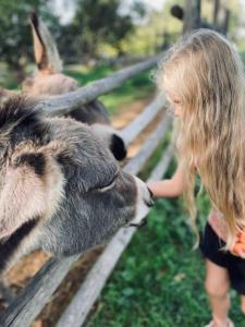 Donkeys and Roses - Casa dei Nidi