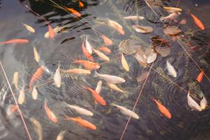 Hikers Retreat - peaceful South Downs escape