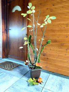 Romantic cabin in the woods - Fesnga, Slovenia