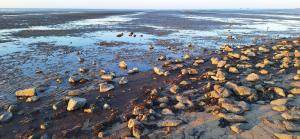 Ferienhaus Strandmuschel