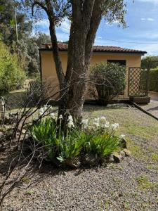 unifamiliare isola delba