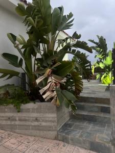 Eflisian Bungalows