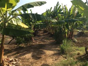 Saadani Pangani camps and tours