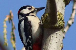 Lighthouse Lodge - Dog Friendly Nr Sutton on Sea