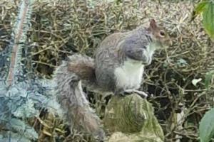 Lighthouse Lodge - Dog Friendly Nr Sutton on Sea